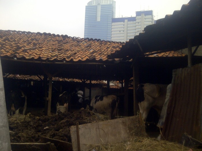 Kandang Sapi Hj Arminah di Mega Kuningan Pernah Ditawar Miliaran Rupiah