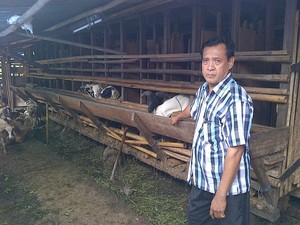 Bukan Hanya Sapi, Peternak Kambing Juga Eksis di Belantara Jakarta