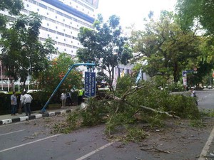 Pohon Tumbang Timpa 2 Mobil di Medan