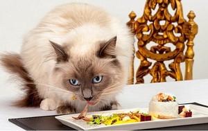 Wah! Lobster dan Caviar Jadi Menu Fine Dining Pertama di Dunia untuk Kucing