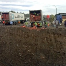 Bea Cukai Musnahkan Produk Hortikultura Sebanyak 304 Kontainer 