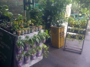 Menengok Kampung Hijau di Mampang, Nyaman!