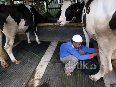 Melihat Peternakan Sapi Perah Penghasil Susu