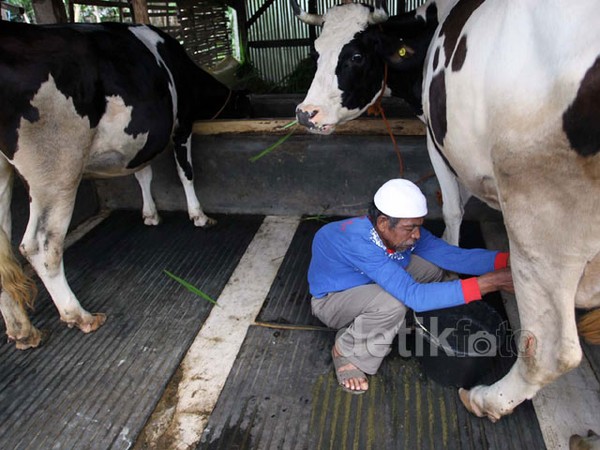 Melihat Peternakan Sapi Perah Penghasil Susu