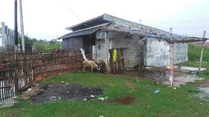 Melongok Kandang Kambing di Dekat SMPN 289 DKI