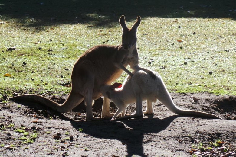 Amazing! Perth Memang Kota Wisata Penuh Pesona