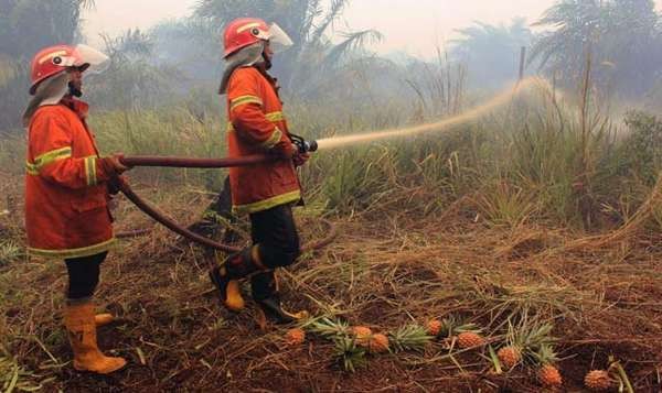 Status Tanggap Darurat Kebakaran Hutan Riau Dicabut