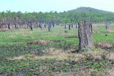 Di Australia, Rayap Sanggup Bikin Istana