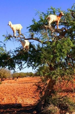 7 Tempat Untuk Melihat Keajaiban Alam