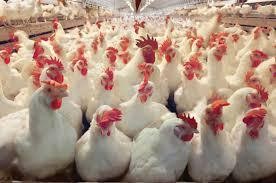 Hari Pertama Puasa, Harga Ayam Kembali Sentuh Rp 45.000 per Ekor