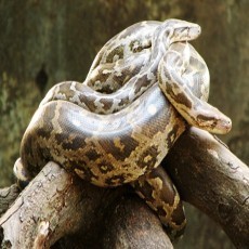 Hiii... Ada Ular Piton Tiba-tiba Keluar dari Paket Pos