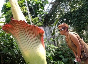 Bunga Bangkai Sumatera Mekar di Belgia!