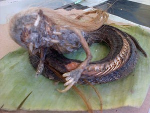 Ular Berkepala Manusia Hebohkan Warga Aceh Utara