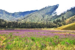 Hamparan Bunga di Semeru, Indahnya Seperti Negeri Dongeng