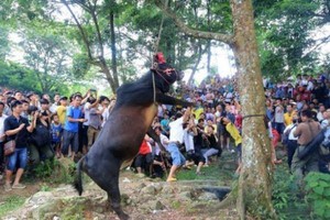 Sapi Digantung Mati di China Demi Festival Keberuntungan