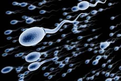 Bibit Gemuk Juga Terkandung dalam Sel Sperma