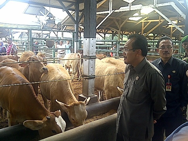 Pemerintah akan Tambah Kuota Sapi Impor 