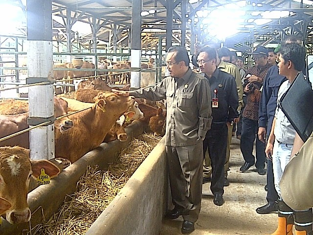 Dikirimi SMS dari Peternak, Suswono Terima Curhatan Soal Pungli