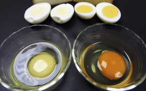 Pakan Ayam Berperan Tentukan Warna Kuning Telur