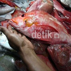 Tak Hanya Daging Sapi, Bulog Juga Jualan Ikan