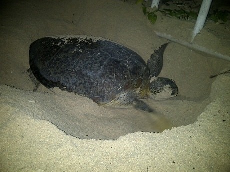Jaring Penyu di Area Konservasi Derawan Kaltim, 2 Kapal Ditangkap