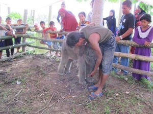 Aktivis Desak Polri Usut Pembunuhan Gajah di Aceh