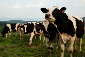 Seekor Sapi Mati, Es Krim Dicurigai Bisa Sebarkan Rabies