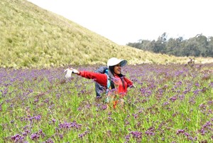 Cantiknya! Padang Lavender Oro-oro Ombo di Gunung Semeru