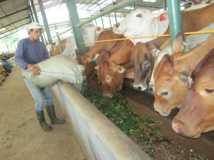 Jelang Lebaran, Harga Daging Sapi di Bandung Sudah Merosot