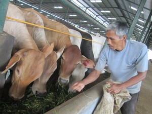 Harga Daging Sapi di Tempat Penggemukan Mulai Turun