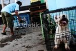 Jelang Lebaran, Tempat Penitipan Hewan Ramai