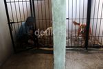 Jelang Lebaran, Tempat Penitipan Hewan Ramai