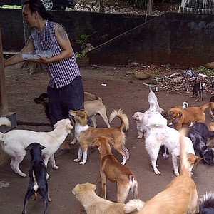 Melihat Lebih Dekat Rumah Nyaman Bagi Anjing yang Terbuang