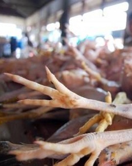 Sebelum Belanja, Kenali Ciri Ayam Kampung, Broiler, dan Jantan