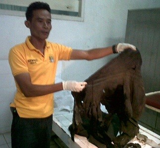 Diseret dengan Motor, Baju dan Celana Sisca Yofie Robek