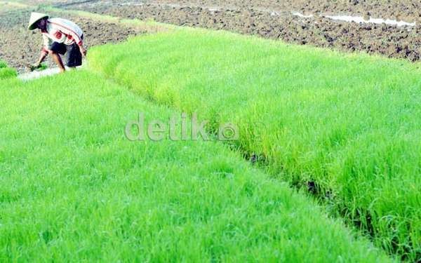 Daftar Pangan yang Masih Diimpor RI, Mulai Garam Hingga Bawang 