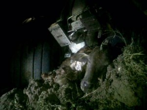 Lion Air Over Run, Kok Bisa Sapi Masuk Landasan Bandara?