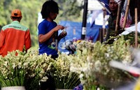 Bunga sedap malam dijual potongan hingga rangkaian kepada konsumen.
