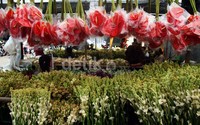 Para pembeli datang dari berbagai daerah dari Jakarta dan sekitarnya.