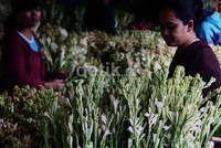 Berbagai jenis bunga tersedia di Pasar Bunga Rawa Belong.