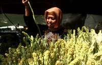 Bunga sedap malam jadi primadona saat Idul Fitri.