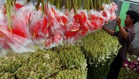 Bunga yang tersedia di Pasar Bunga Rawa Belong berasal dari berbagai daerah dari Jawa Barat dan Jawa Tengah.