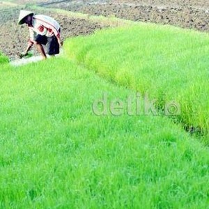 Selain Garam dan Singkong, Apa Saja yang Masih Diimpor Indonesia?