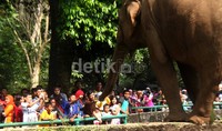 Kandang gajah jadi primadona pengunjung Ragunan.