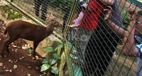 Meski dilarang memberikan makanan kepada hewan koleksi Kebun Binatang Ragunan, para pengunjung tetap memberikan makanan.