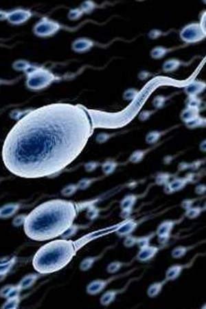 Sperma Beku Atau Segar, Sama-sama Tokcer Buahi Sel Telur