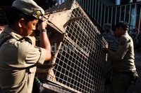 Anggota Satpol PP membongkar lapak PKL liar di kawasan Pasar Tanah Abang, Jakarta Pusat.