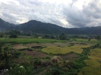 Kayu Aro adalah sebuah daerah di Kabupaten Solok yang dikenal sebagai salah satu dataran tinggi di Sumatera Barat (Putri/detikTravel)