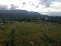 Jika berkeliling, Anda bisa menemukan sawah di sekitaran Kayu Aro. Cantik untuk dijadikan lokasi foto (Putri/detikTravel)