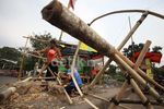 Penjual Pohon Pinang Mulai Kebanjiran Order